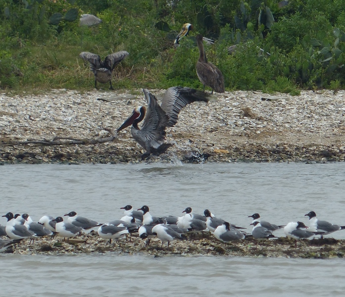 Rookery